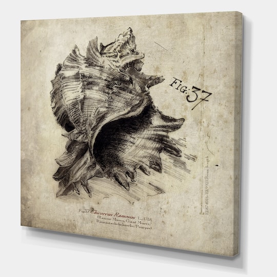 Designart - Sea Shell Old Style Sketch I